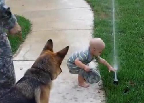 Süßes Baby hilft dem Deutschen Schäferhund mit der Angst vor Sprinkler