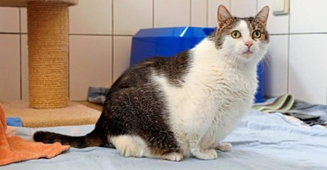 Katze „Carla“ wurde fett gefüttert Jetzt hofft sie auf ein schönes Zuhause