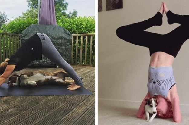 Hier ist der Beweis, dass es unmöglich ist, Yoga in Anwesenheit deines Hundes zu machen