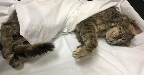 HORROR FUND IN GRAZ Irrer Tierquäler häutet zwei Katzen – eine lebte noch