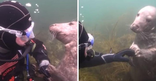 Robbe schwimmt auf verblüfften Taucher zu und greift nach seiner Hand
