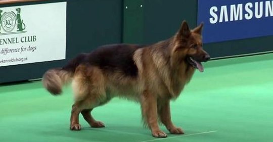Deutscher Schäferhund zeigt erstaunliche Fähigkeiten