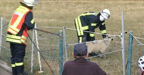 DIE SCHLINGE ZOG SICH IMMER WEITER ZU Feuerwehr befreit Lamm aus Stromzaun