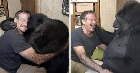 Robin Williams brachte einen Gorilla, der um den Tod seines Freundes trauerte, nach sechs Monaten wieder zum Lachen