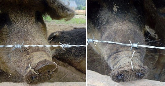 Tierfreundin macht schaurigen Fund: Bauer hat wohl seinen Schweinen Stacheldraht durch die Nasen gezogen