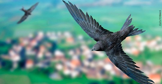 MAUERSEGLER IN OLPE (SAUERLAND) ERSCHLAGEN UND ZERTRETEN Einbrecher metzeln Vögel tot