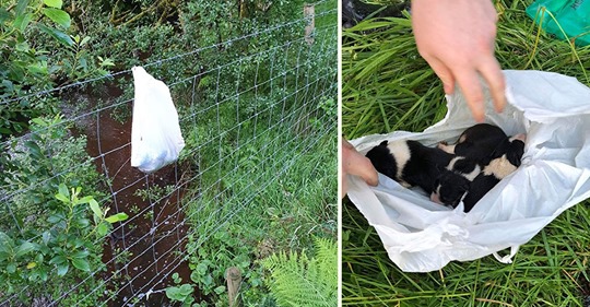 Passanten hörten leises Winseln: Tierquäler knotet neugeborene Welpen in Plastiktüte an Zaun