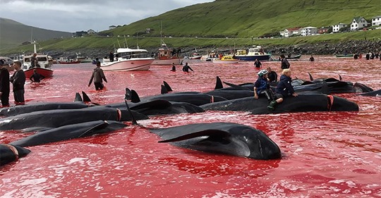 Ozean färbt sich rot durch das Blut Hunderter Wale – sie wurden bei jährlichem Ritual geschlachtet