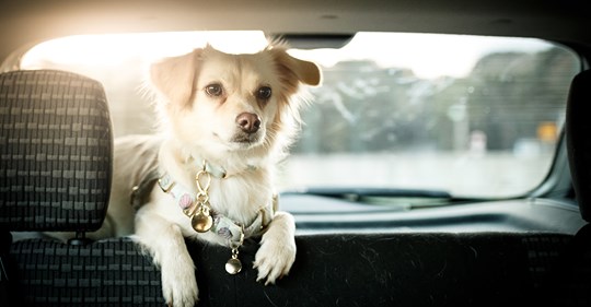 Polizei befreit geschwächten Hund aus Hitze Auto – Besitzer saß zuhause