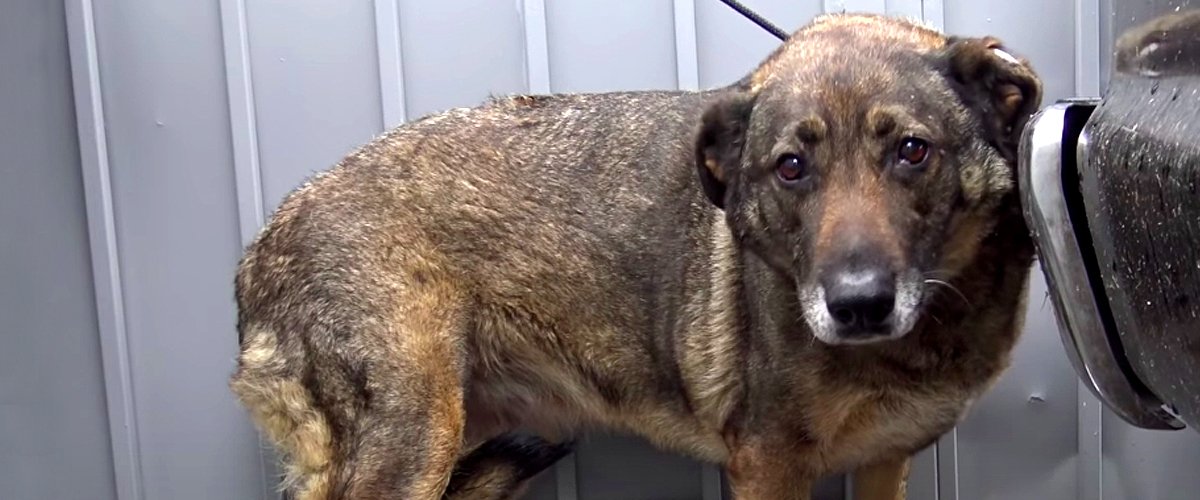 Geretteter streunender Deutscher Schäferhund, der wie ein Mensch weinte, findet ein ewiges Zuhause