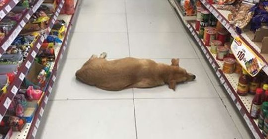 Der Ladenbesitzer gibt dem streunenden Hund Futter, Wasser und eine Abkühlung 