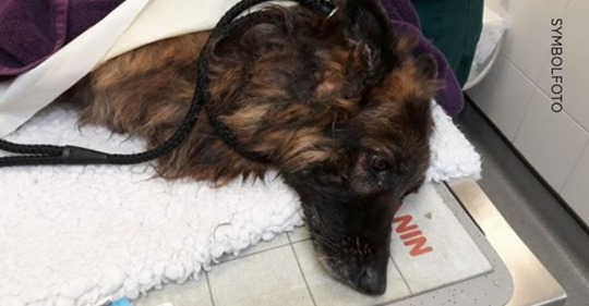 TIERARZT RETTET GEQUÄLTEN RÜDEN Halsband-Kette wuchs Hund tief in die Haut Anzeige gegen den Halter wegen Tierquälerei