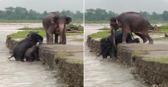 Böschung zu hoch: Zwei Elefanten retten Nachwuchs aus reißendem Fluss
