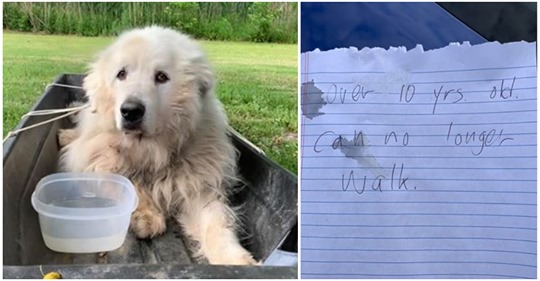 Alter Hund wird ausgesetzt und mit einem Zettel gefunden: „Über 10 Jahre alt. Kann nicht mehr laufen“