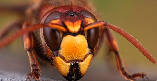 Hornissen im Garten: Wie gefährlich ist ein Hornissenstich wirklich?