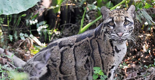 Ausgestorbene Leoparden Art in Urwald wiederentdeckt