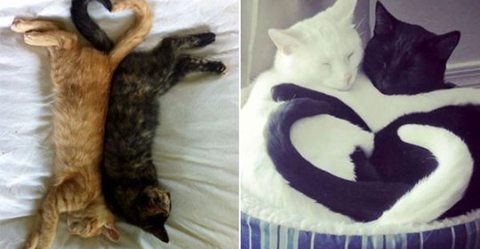 20 Fotos von Katzen, die in ungewöhnlichen Positionen eingeschlafen sind