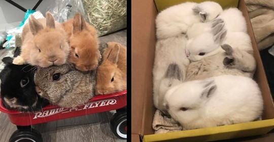 16 süße Kaninchen, die für Überraschungen sorgen
