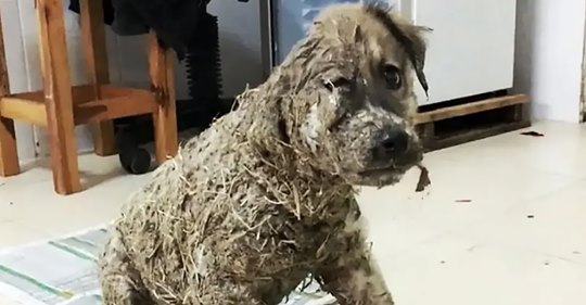 Tierquäler überschütten Welpe „Pascal“ mit Sekundenkleber: Tierschützer finden Hund gerade noch rechtzeitig