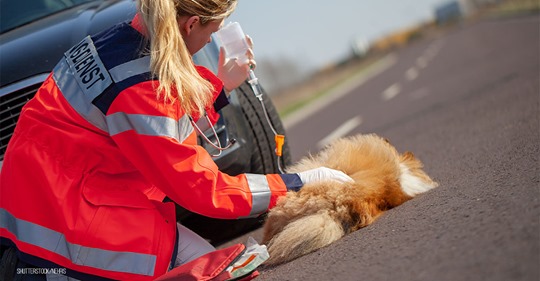 Stundenlang ohne Wasser in überhitztem Auto: Hund stirbt während Frauchen shoppen ist