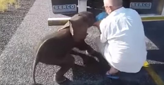 Durstiger, drei Wochen alter Elefant erscheint auf der Straße und wird von südafrikanischen Lkw-Fahrern gerettet