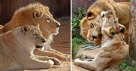 Nach 20 Jahren gemeinsamer Liebe: Löwenpärchen „Hubert“ & „Kalisa“ wurde gemeinsam eingeschläfert