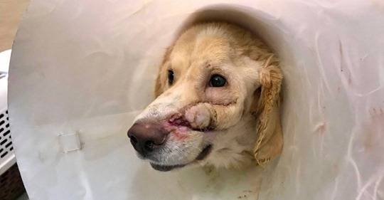 Herrchen schießt Schäferhund ins Gesicht & lässt ihn zurück: Hund war seinem Halter „zu glücklich“