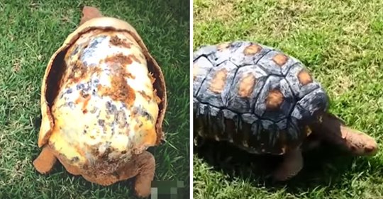Schildkröte, die ihren Panzer im Feuer verloren hat, bekommt den weltweit ersten 3D-gedruckten Panzer