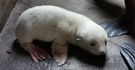 NACH ZOO-SENSATION IN HAMBURG Albino-Seebärchen wird „Elsa“ heißen