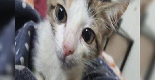 Jugendliche vergewaltigen Katzenbaby (†) wochenlang: Kätzchen erliegt inneren Verletzungen
