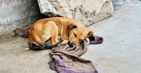 Ohr abgeschnitten, 17 Mal angeschossen, blind und schwanger – Hündin Maggie ist ein echter Wunderhund