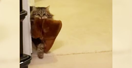 Süße adoptierte Katze zeigt Besitzerin täglich ihre Wertschätzung, indem sie ihr ihre Hausschuhe bringt