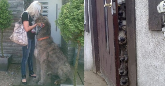 Sanfte Riesen: 12 Bilder von Irischen Wolfshunden