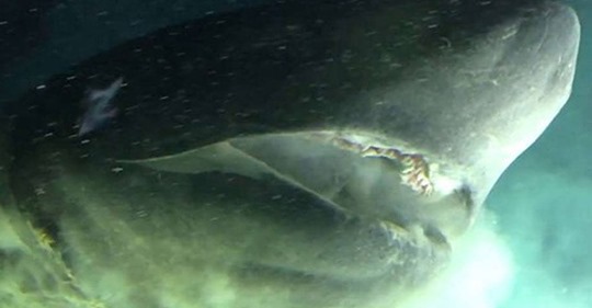 Größer als ein U Boot! Tiefseeforscher filmen gigantischen Urzeit Hai