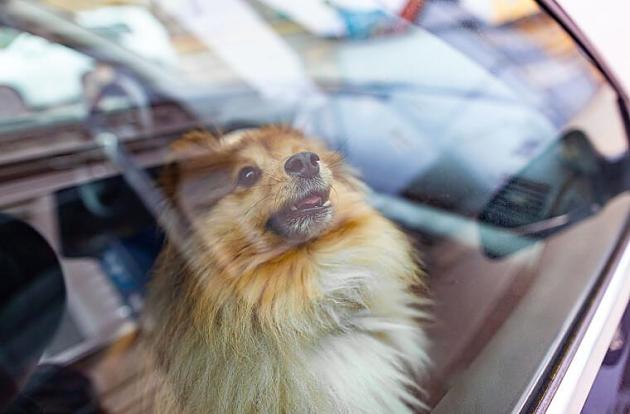 Schon wieder Hund im Auto zurückgelassen   Passantin rettet Tier das Leben