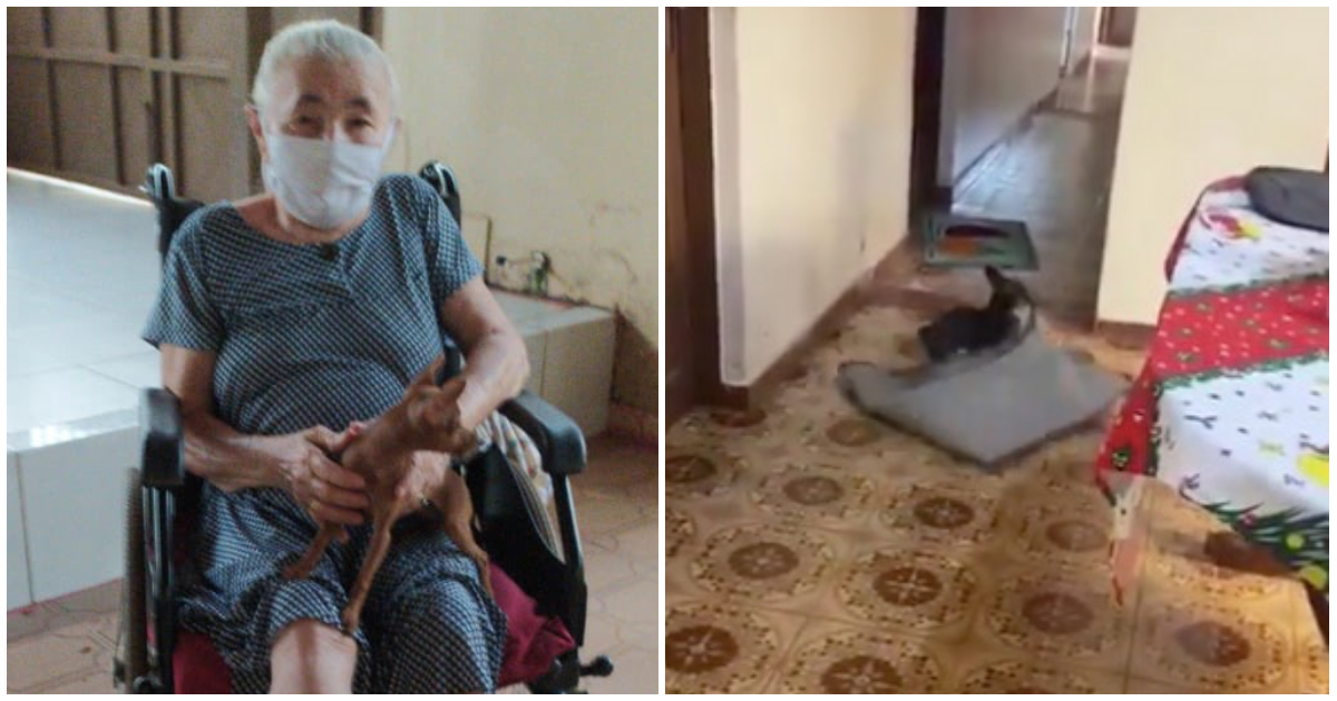Kleiner Hund hilft Großmutter: „Lili“ räumt die Teppiche für ihren Rollstuhl beiseite
