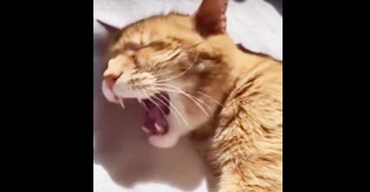 Ein Herrchen singt seine Katze in den Schlaf, dann entscheidet sich das Kätzchen, im Duett mitzusingen