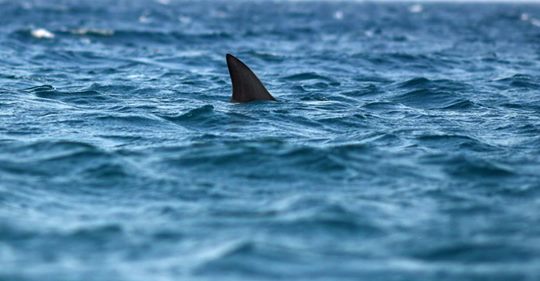 Surfer rettete seine Frau vor dem Angriff des Weißen Hais, indem er auf den Rücken des Raubtiers sprang und auf ihn einschlug, bis er losließ