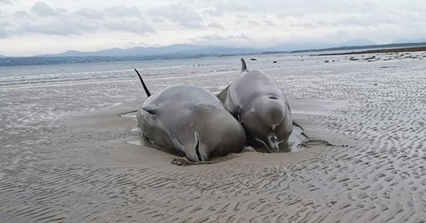 Niemand konnte ihnen helfen: Sechs Wale verenden qualvoll an der irischen Küste