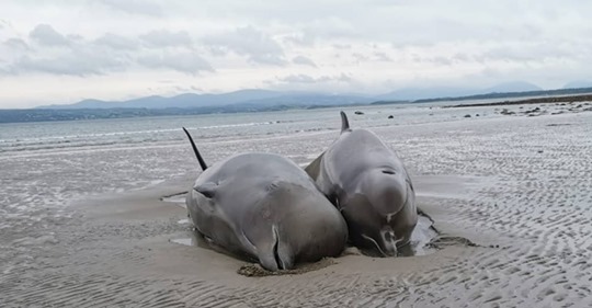 Sieben Entenwale werden an irische Küste angeschwemmt – Schaulustige machen Selfies, während 6 Tiere elendig sterben
