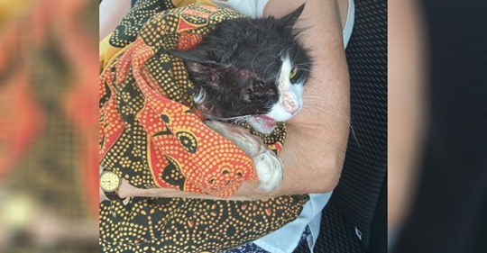 Katze mit Benzin übergossen & blutenden Wunden übersät: Entkam wohl ihrem Tierquäler