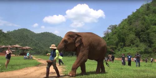 Eine Elefantenmama bringt die Pflegerin zu ihrem Neugeborenen und bittet um ein Schlaflied