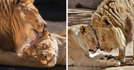Löwen-Liebe: Krankes Raubkatzen-Paar wird zusammen erlöst