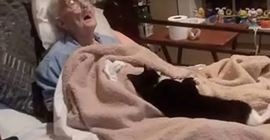 Kater ‚Trooper‘ weigert sich, Bett von im Sterben liegender Großmutter zu verlassen