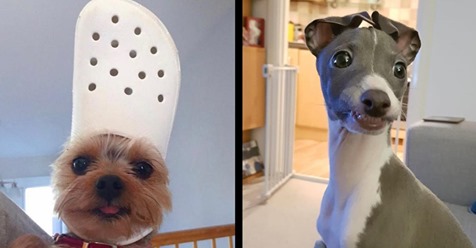 16 Bilder: Besitzer teilen lustige Hunde Tweets