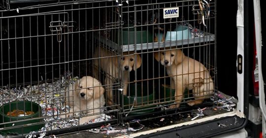 Fast 100 Hundewelpen in Kleintransporter bei Zollkontrolle entdeckt – Wagen war bis unters Dach vollgestopft