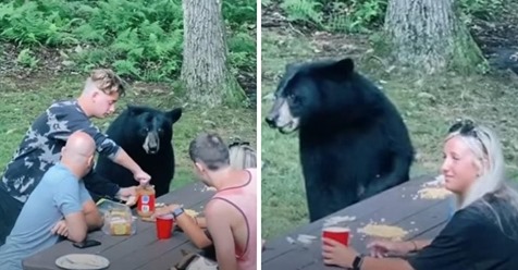 Schwarzbär schließt sich lässig der Familie zum Picknick mit Erdnussbutter-Sandwiches an