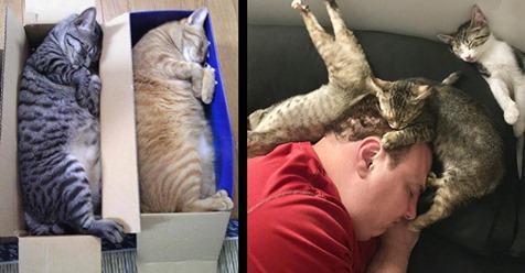 16 Bilder von Katzen in verrückten Schlafpositionen