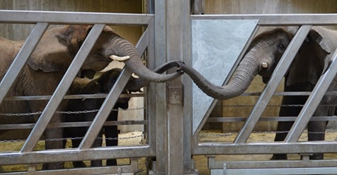 Elefantenkuh Pori ist zwölf Jahre von ihrer Tochter Tana getrennt – werden im Bergzoo Halle wiedervereint