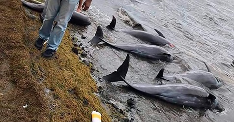 17 tote Delfine auf Mauritius angespült